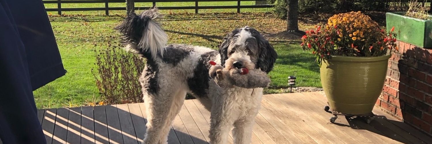 Ella the dog detects gas leak and keeps owner safe - Energize!